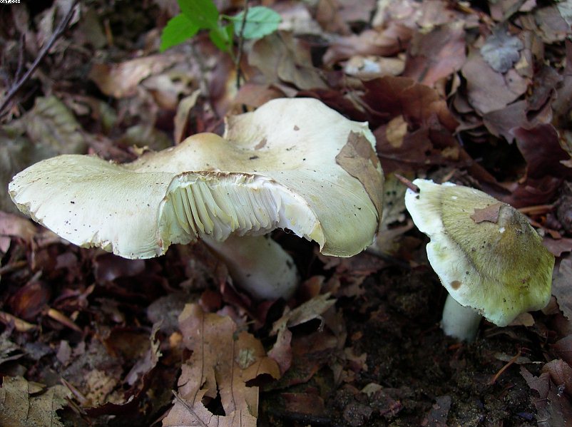 FUNGHI MISTERIOSI